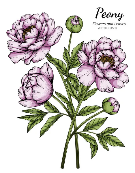 Rosa Peonia Fiore Foglia Disegno Illustrazione Con Linea Arte Sfondi — Vettoriale Stock