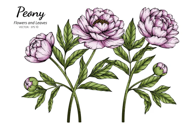 Rosa Peonia Fiore Foglia Disegno Illustrazione Con Linea Arte Sfondi — Vettoriale Stock