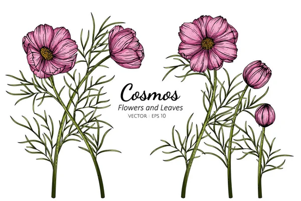 ピンクコスモスの花と白地に線画のイラスト ロイヤリティフリーのストックイラスト