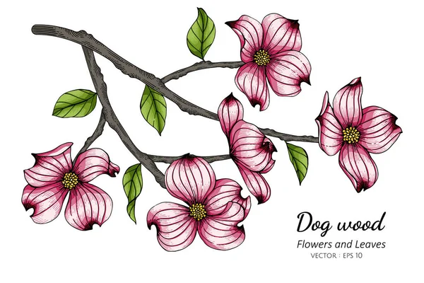 白地に線画のピンクのドッグウッドの花や葉のイラスト ストックイラスト