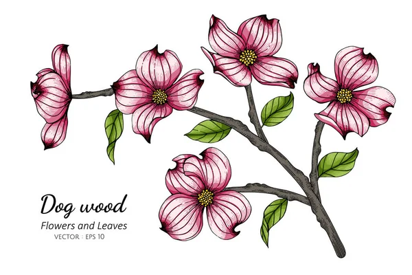 白地に線画のピンクのドッグウッドの花や葉のイラスト ロイヤリティフリーのストックイラスト