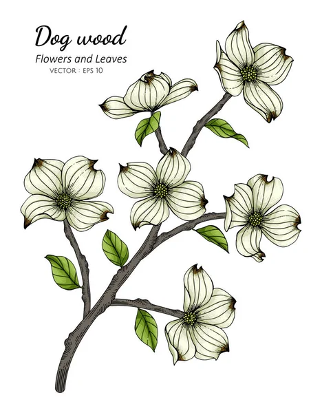 白地に白地の線画で白地のドッグウッドの花や葉のイラスト ロイヤリティフリーストックベクター