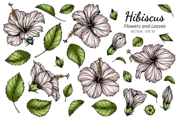 白いハイビスカスの花と葉の絵のセット白い背景にラインアートとイラスト ストックベクター