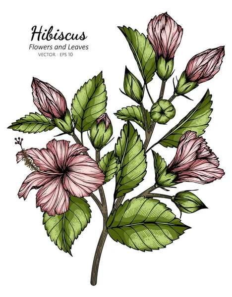 ピンクハイビスカスの花と葉の絵白地に線画 ロイヤリティフリーのストックイラスト