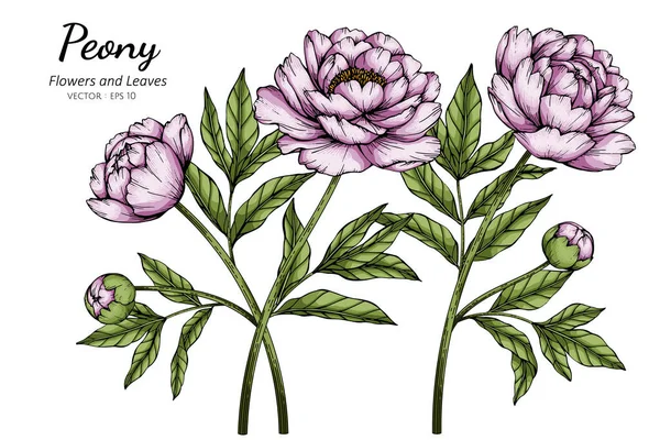 ピンク牡丹の花と白い背景に線画と葉のイラスト ストックイラスト
