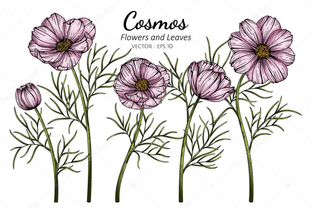 Pink Cosmos flower and leaf drawing illustration with line art on white backgrounds