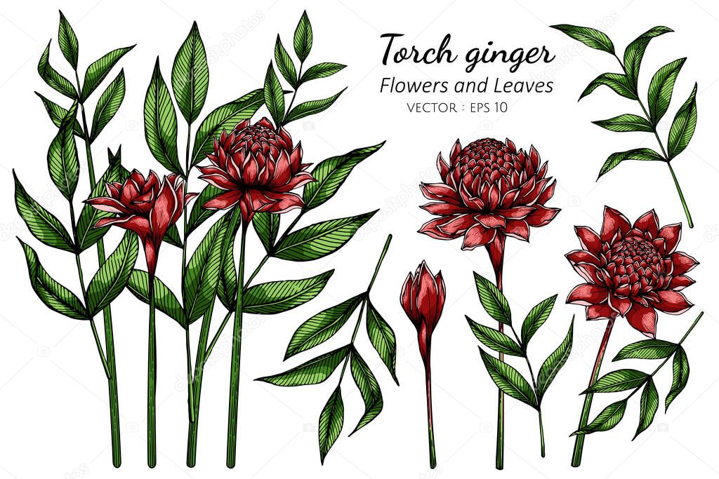 Set of Red Torch ginger flower and leaf drawing illustration with line art on white backgrounds