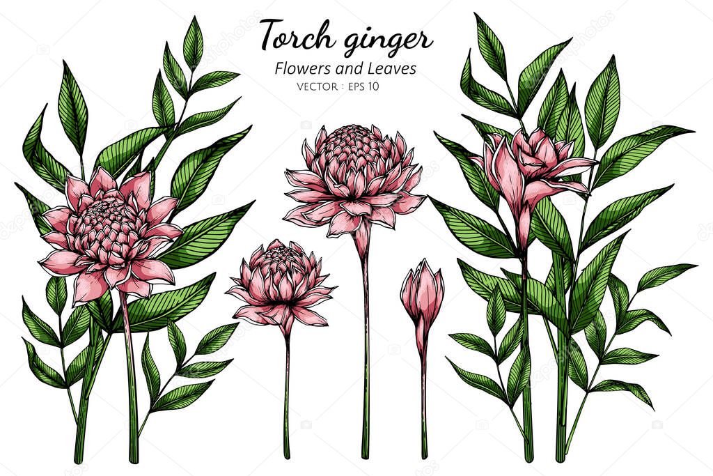 Set of Pink Torch ginger flower and leaf drawing illustration with line art on white backgrounds