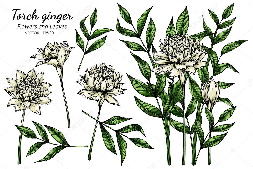 Set of White Torch ginger flower and leaf drawing illustration with line art on white backgrounds
