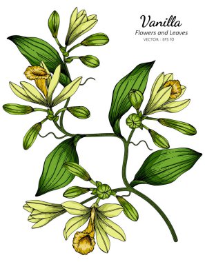 Vanilya çiçeği ve yaprak çizimi beyaz arka planda çizgi sanatı ile