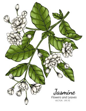 El çizimi yasemin çiçeği çizimi, beyaz arka planda çizgi sanatı.. 