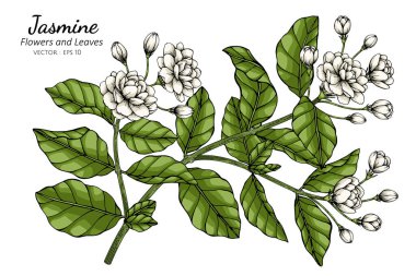 El çizimi yasemin çiçeği çizimi, beyaz arka planda çizgi sanatı.. 