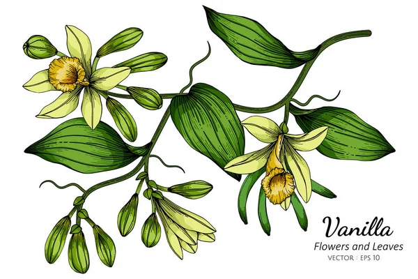 Vanille Bloem Blad Tekening Illustratie Met Lijn Kunst Witte Achtergronden — Stockvector