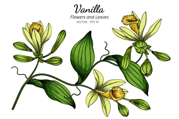 Vanille Bloem Blad Tekening Illustratie Met Lijn Kunst Witte Achtergronden — Stockvector