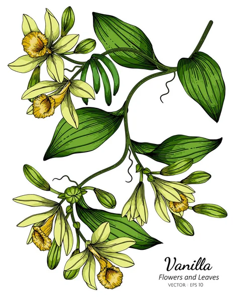 Vanilya Çiçeği Yaprak Çizimi Beyaz Arka Planda Çizgi Sanatı Ile — Stok Vektör
