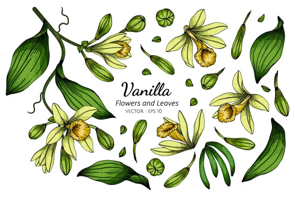 Conjunto Flor Vainilla Dibujo Hoja Ilustración Con Arte Línea Sobre — Vector de stock