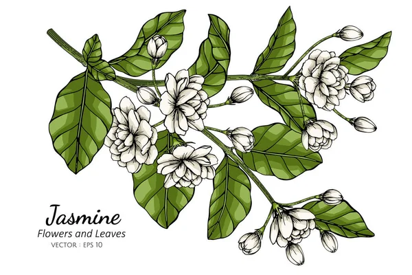 Hand Drawn Jasmine Flower Illustration Line Art White Backgrounds — Stock Vector