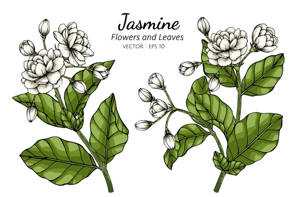 Um Jasminストックベクター ロイヤリティフリーum Jasminイラスト ページ 7 Depositphotos Um Jasminストックベクター ロイヤリティフリーum Jasminイラスト ページ 7 Depositphotos