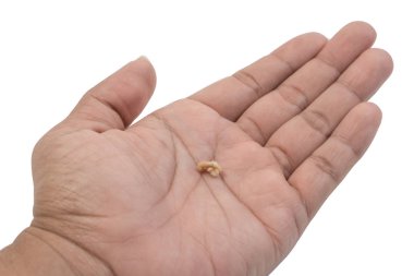 Avuç içindeki bademcik taşı ya da bademcik taşı beyaz arka planda izole edilmiş. Bademcik taşları, bademciklere saplanmış enkaz yığınlarıdır..