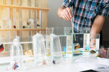 Asyalı erkek siyam balığı besliyor dövüşüyor ya da betta balığı yapıyor. Küçük naylon kepçe balıklar kullanarak betta görkemli yakalamak.