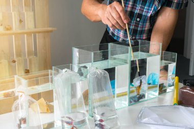 Asyalı erkek siyam balığı besliyor dövüşüyor ya da betta balığı yapıyor. Küçük naylon kepçe balıklar kullanarak betta görkemli yakalamak.