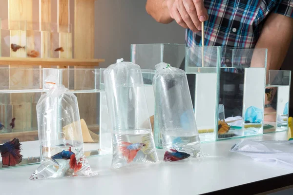 Asyalı erkek siyam balığı besliyor dövüşüyor ya da betta balığı yapıyor. Küçük naylon kepçe balıklar kullanarak betta görkemli yakalamak.