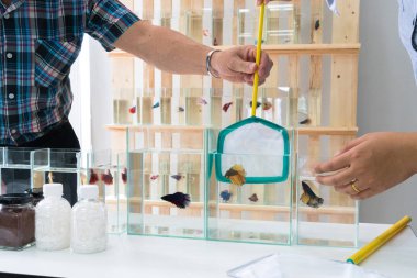 Asyalı erkek siyam balığı besliyor dövüşüyor ya da betta balığı yapıyor. Küçük naylon kepçe balıklar kullanarak betta görkemli yakalamak.