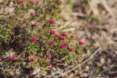 Çam ormanlarında yetişen mor çınar çiçeği.