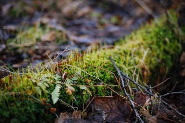 Resmi ağaç kökünde seçici yeşil yosun odağı ile kapat