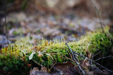 Resmi ağaç kökünde seçici yeşil yosun odağı ile kapat