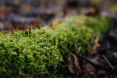 Resmi ağaç kökünde seçici yeşil yosun odağı ile kapat