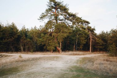 Çam ormanının önünde yetişen güzel yüksek çam ağacı