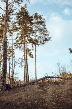 Çam ağaçları ve mavi gökyüzü ile sakin ve huzurlu bir manzara.