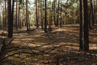 Sonbahar ormanında güneşli güzel bir gün.