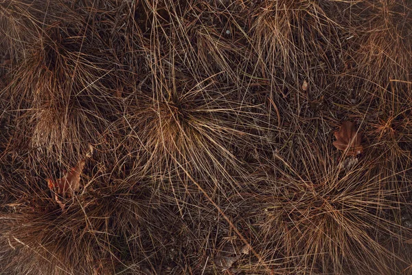 Коричневий Сухий Фон Трави Природний Осінній Фон — стокове фото