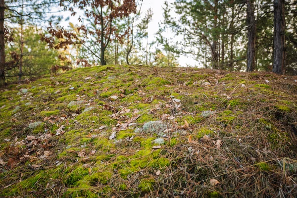 Schöner Natürlicher Hintergrund Mit Grünem Moos Auf Dem Waldboden — Stockfoto