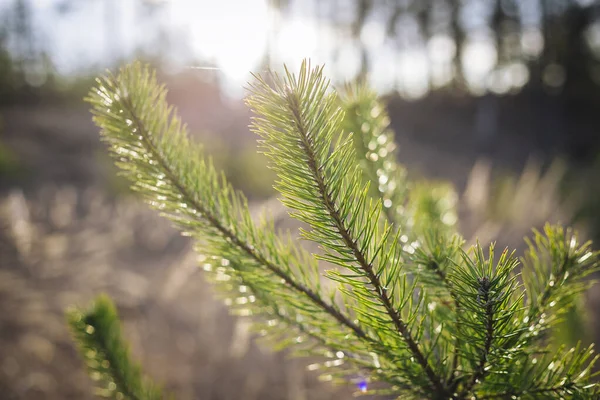 Kleine Jonge Groene Dennenboom Het Zonlicht Foto Met Selectieve Focus — Stockfoto