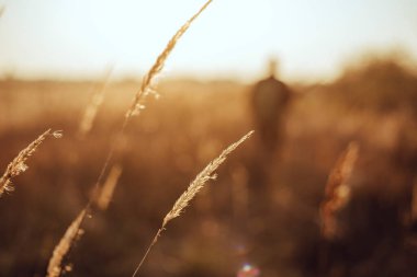 Bulanık avcı silueti altın çivili günbatımı ışığı