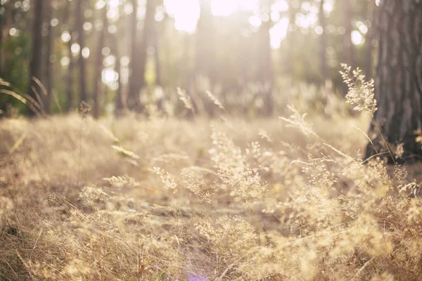 Calm and peaceful sunny landscape with dry grass - photo with selective focus