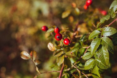 Brunch 'ta kırmızı gül kalçası böğürtlenlerinin yakın fotoğrafını çek.