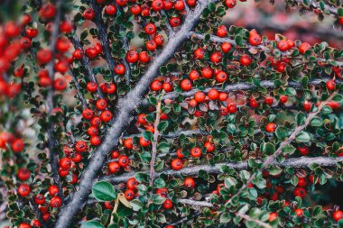 Kahvaltıda yeşil yapraklı olgun kırmızı kotonaster meyveleri - seçici odaklı fotoğraf