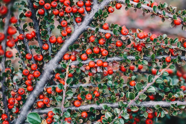 Kahvaltıda yeşil yapraklı olgun kırmızı kotonaster meyveleri - seçici odaklı fotoğraf