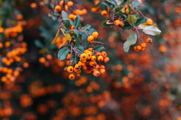 Groep Kleine Oranje Pyracantha Bessen Met Groene Bladeren Foto Met — Stockfoto