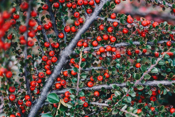 Kahvaltıda yeşil yapraklı olgun kırmızı kotonaster meyveleri - seçici odaklı fotoğraf