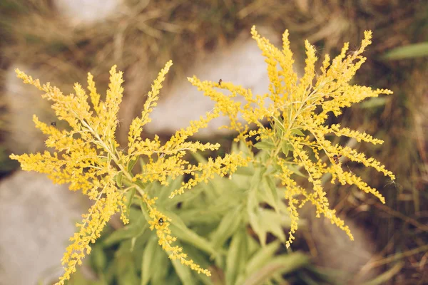 Żółty Piękny Złoty Pręt Solidago Canadensis Kwiat Zbliżenie Zdjęcie Selektywnym — Zdjęcie stockowe