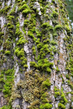 Yeşil yosun, kavak ağacı kabuğu, bryopsida, bryophyta, bryidae, ptychomniales, doğa geçmişi, seçici odak noktası