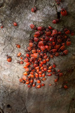 Kırmızı kundakçılar kolonisi Pyrrhocoris apterus. Güneşli bir günde yaşlı ağaç kütüğünde bebek larvaları, seçici odak, doğa arka planı.