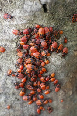 Kırmızı kundakçılar kolonisi Pyrrhocoris apterus. Güneşli bir günde yaşlı ağaç kütüğünde bebek larvaları, seçici odak, doğa arka planı. 