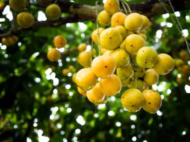 rambeh (Tay meyve) rambi ağaç üzerinde.