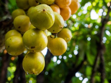 rambeh (Tay meyve) rambi ağaç üzerinde.